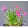 Rhodohypoxis "rokujo nishiki"