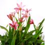 X Rhodoxis 'Hebron Farm'
