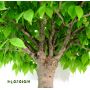 PAS BEAUZelkova  serrata ref : 260501018