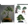 BONSAI FOCUS N° 53