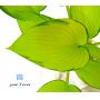 Hosta June fever