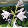 Hosta Whirlwind