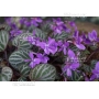 violette de Corée