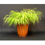 hakonechloa all gold livrée en pot plastique