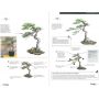 BONSAI FOCUS N° 61