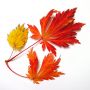 Graines d'acer japonicum aconitifolium