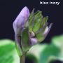 Hosta Blue ivory