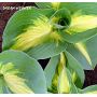 Hosta Dream weawer