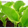 Hosta Sunshine glory