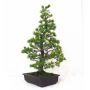 PTpasbeauPin a 5 aiguilles du japon ref: 23110128