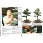 FRANCE BONSAI n° 93