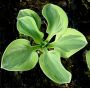 Hosta Lucky mouse ears