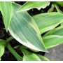 Hosta Wolverine