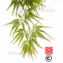 Graines d'Acer Matsumurae Green globe