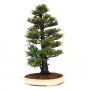 cryptomeria du Japon ref :14020147