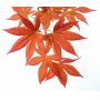Graines d'Acer Amoenum Yugure