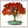 zelkova / orme de Sibérie 1 plante en godet