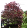 Acer palmatum trompenburg en godet
