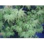 Acer palmatum 'SEIRYU' en godet