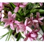 rhodohypoxis baurii "select" pot 1,4 litre