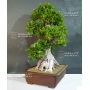 ficus retusa bonsai ref : 230901519