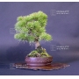 PT Pinus pentaphylla ref:15040152