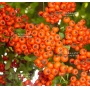 Pyracantha angustifolia bonsai ref: 30090153