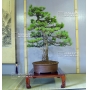 Pinus pentaphylla bonsai ref: 12040154
