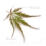 acer matsumurae seeds dissectum garnet