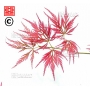 Graines d'Acer matsumurae ornatum