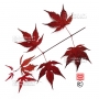 Graines d'Acer palmatum purple ghost