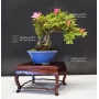 Rhododendron variété sachi no tsukasa ref:24050175