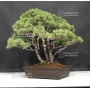 VENDU Pinus pentaphylla du Japon ref :9070173
