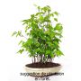 EPUISEcarpinus japonica lot de 10 plantes godet