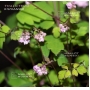 thalictrum kiusianum pot 1 litre