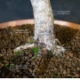 VENDU  Pinus pentaphylla  ref :16080174