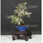 VENDU Ulmus parvifolia variegata ref:14080174