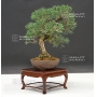 VENDU Juniperus chinensis ref:28080171