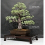 Vendu Pinus pentaphylla du Japon ref : 19110174