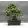 VENDU Pinus pentaphylla zuisho 25040181