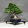 VENDU Acer palmatum shishigashira 23040182