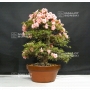 VENDU rhododendron waka ebisu 25060182 PROMOTION