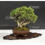 VENDU juniperus chinensis itoigawa ref 25060189