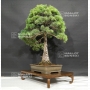 VENDU Pinus pentaphylla 9070183