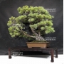 vendu Pinus pentaphylla ref:11070181