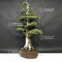 vendu juniperus rigida ref: 12090181