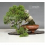 VENDU juniperus chinensis itoigawa ref :12100184