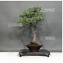 VENDU Pinus pentaphylla ref 12100185