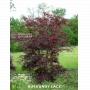 graines d'acer matsumurae burgundy lace