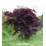 Graines d'acer amoenum bloodgood